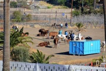 Muestra de ganado de las fiestas del patrono de Telde (Foto  Francisco Javier Santana)